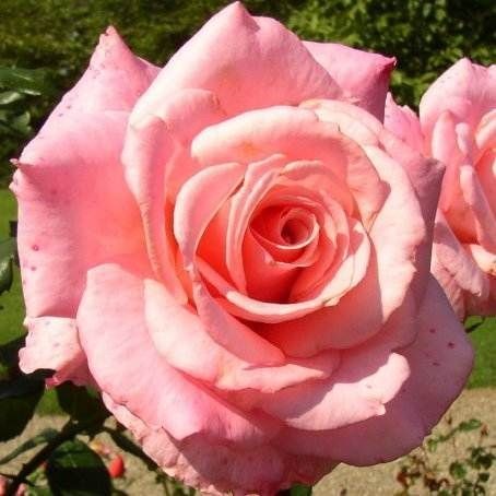 Congratulation​s Hybrid Tea Rose   Bare Root Rose Plant Shrub Bush