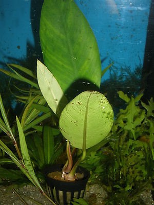 LIVE ANUBIAS 1 Freshwater Aquatic Plant LOW LIGHT EASY CARE NOVICE 