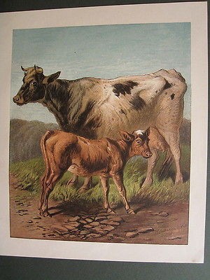 COW WITH CALF CATTLE FARM ANIMALS ANTIQUE PRINT 1870 by HARRISON WEIR
