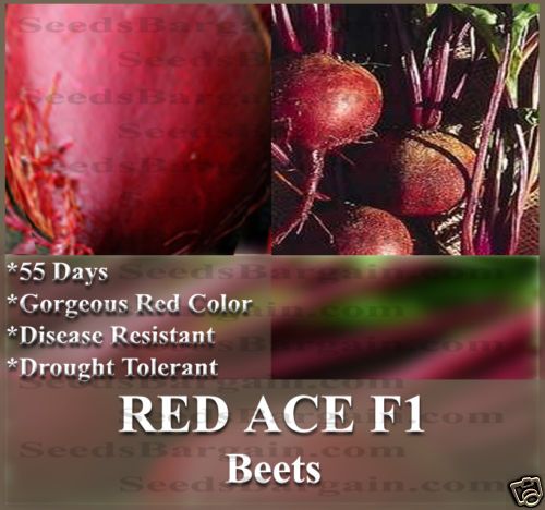 Beets Seeds Red Ace Big Yields Sweet Tender RARE