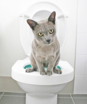 Litter Kwitter Cat Potty Training Toilet Box Quitter