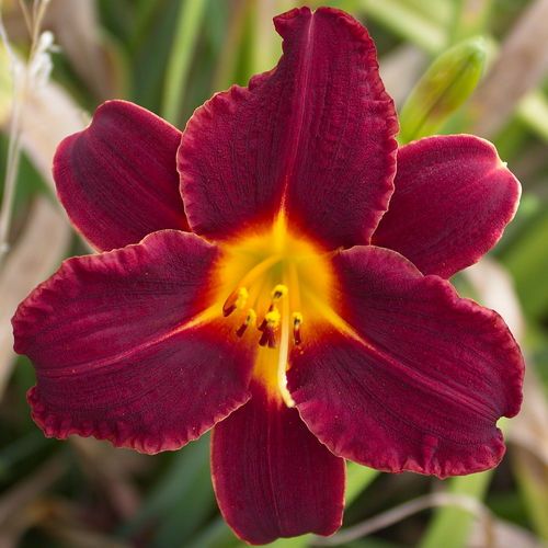 PINK CHERRY RED DAYLILY  DF   LIVE PLANTS   PERENNIAL FLOWERS