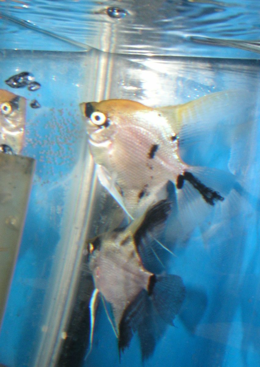 VERY NICE LIVE ANGEL FISH MATED PAIR FRESHWATER PET SCIENCE PROJECT