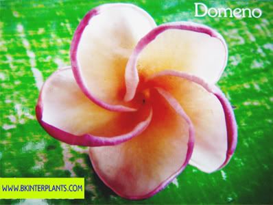 Plumeria with Rooted Domeno Very New DonT Miss