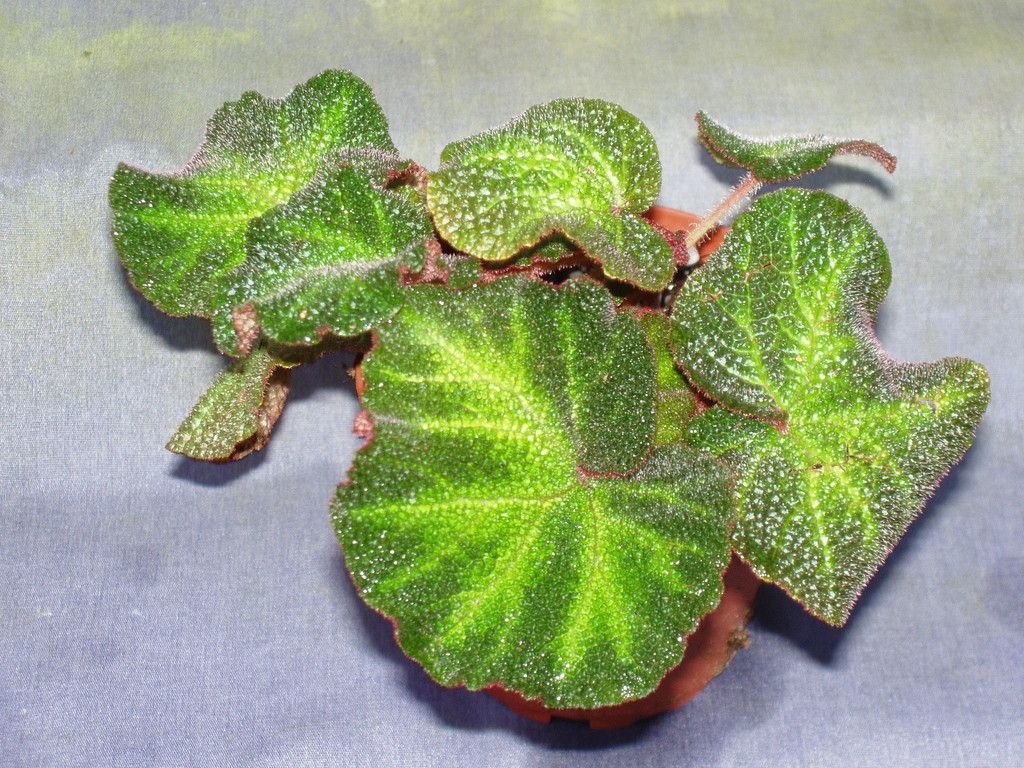 Begonia Soli Mutata The Sun Tan Begonia Rooted Plant Shipped in 4 Pot