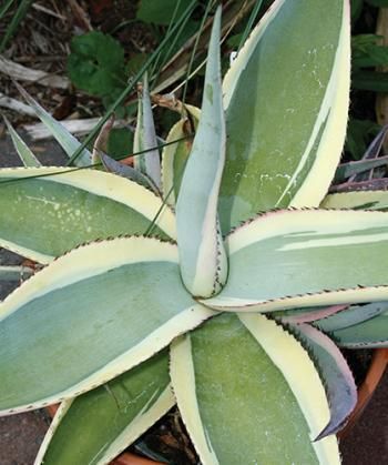 Variegated Agave Creme Brulee Cactus Succulent Plant