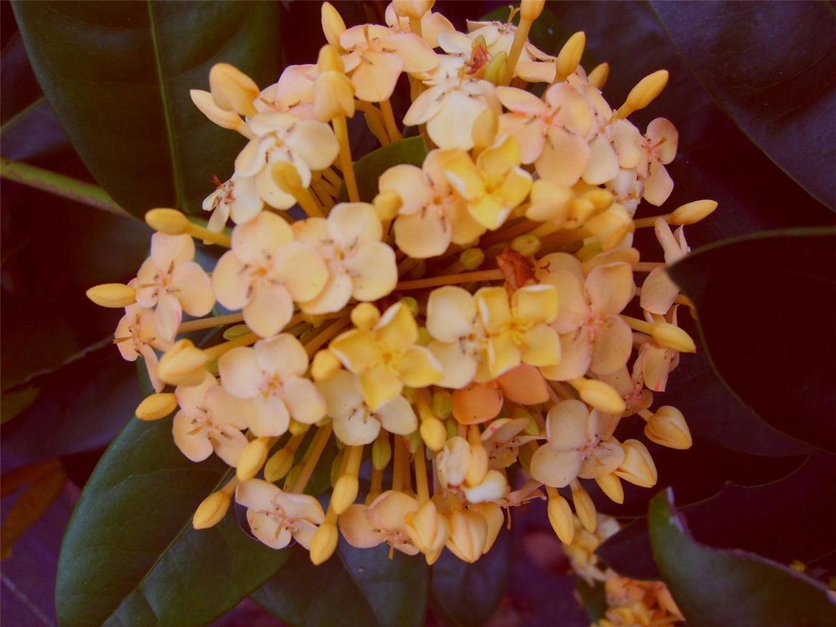 Tropical Ixora Plant Peach Yellow Maui Sunset 4 Pot