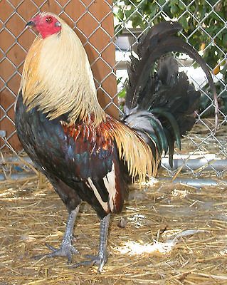 Newly listed 8+ Pure Bates Grey Eggs Gamefowl Game Fowl Hatching Eggs